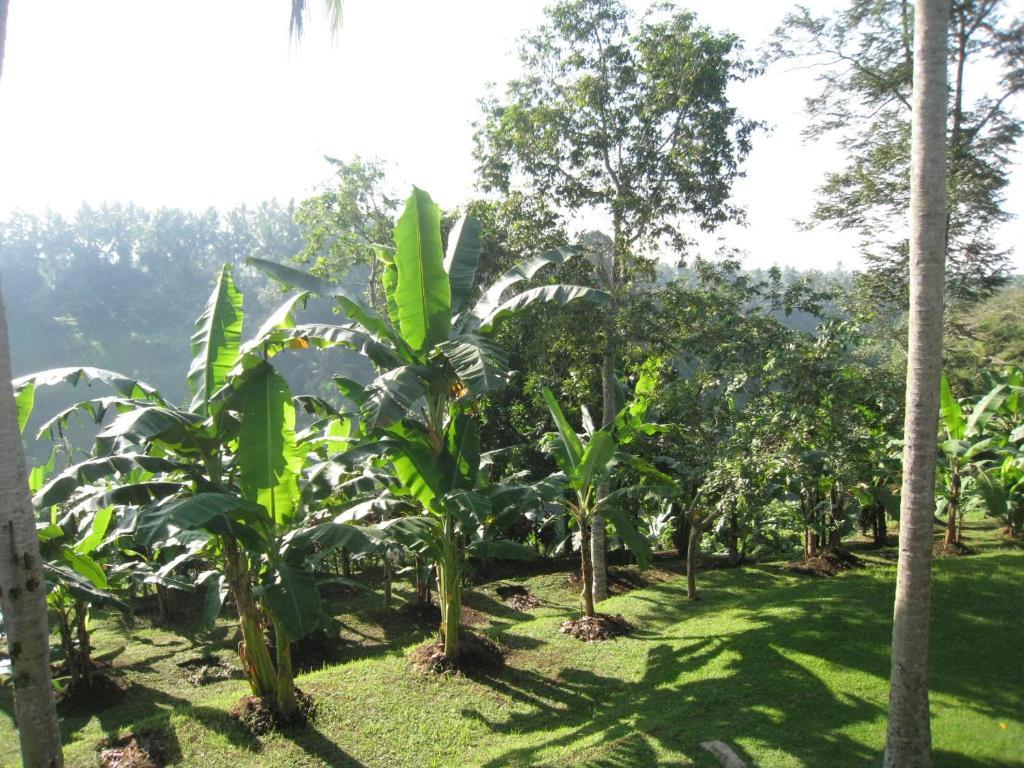 Sanggingan Villa Ubud Zimmer foto
